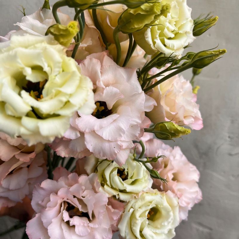 Blush ruffled lisianthus grown in West Bend, Wisconsin